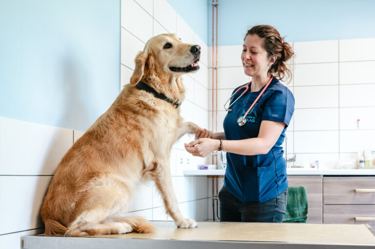 Médecine générale canine